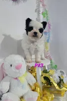 P#3, a female Pomapoo for sale in Russellville, KY – Photo 4 of 5