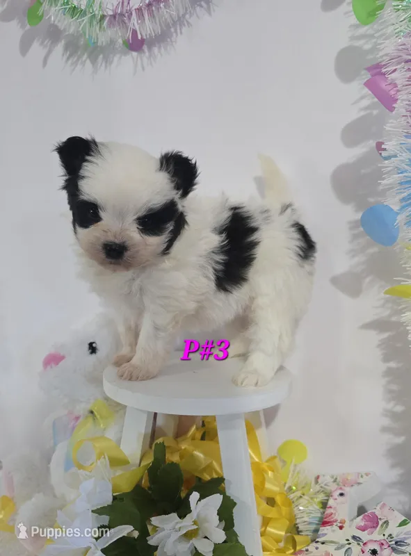 P#3, a female Pomapoo for sale in Russellville, KY – Photo 1 of 5