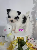 P#3, a female Pomapoo for sale in Russellville, KY – Photo 5 of 5