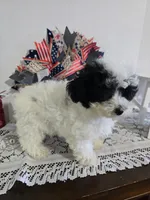 J#2, a female Poodle - Miniature  for sale in Russellville, KY – 6 of 7