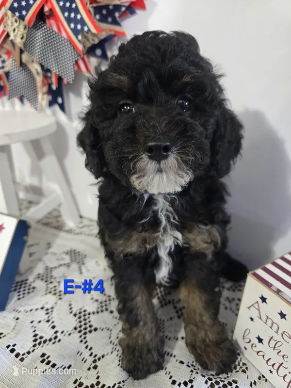 E-#4 – Bichpoo puppy for sale in Russellville, KY