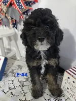 E-#4, a male Bichpoo for sale in Russellville, KY – 1 of 5