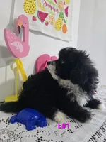 L#1, a female Pomapoo for sale in Russellville, KY – 4 of 5