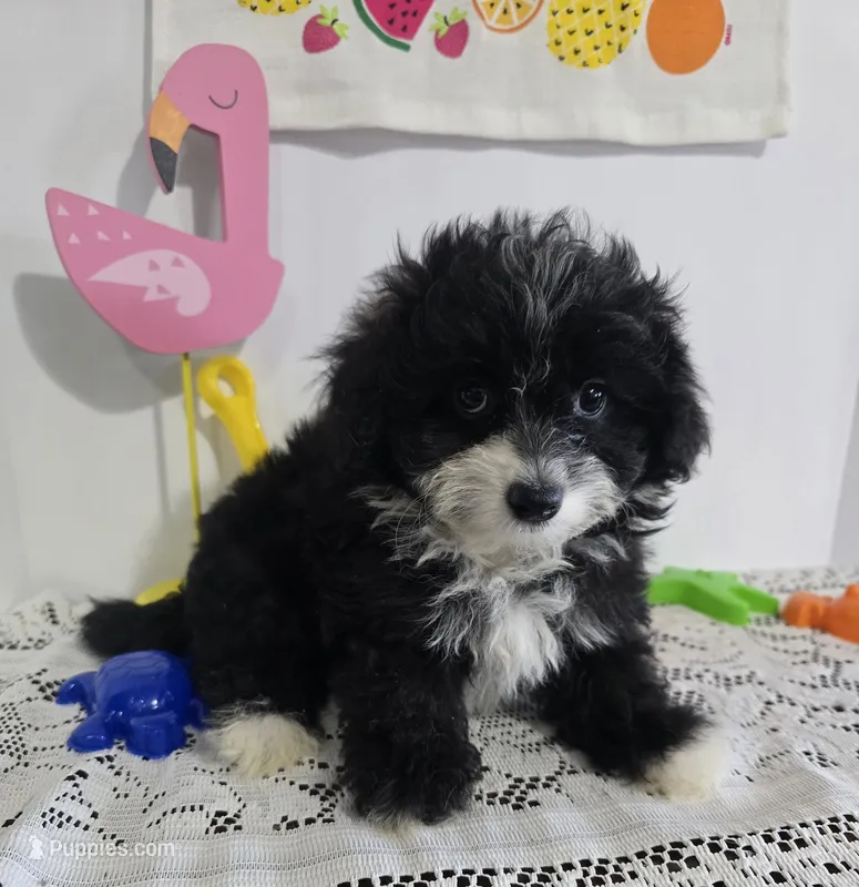 L#1 – Pomapoo puppy for sale in Russellville, KY