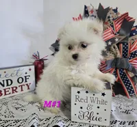 M#1, a female Maltipom for sale in Russellville, KY – 2 of 4