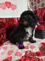 E#6, a female Bichpoo for sale in Russellville, KY – Photo 6 of 7