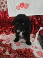 E#6, a female Bichpoo for sale in Russellville, KY – Photo 2 of 7