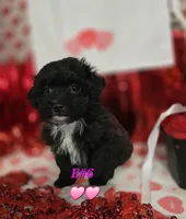 E#6, a female Bichpoo for sale in Russellville, KY – Photo 1 of 7