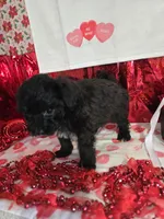 E#6, a female Bichpoo for sale in Russellville, KY – Photo 5 of 7