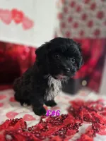 E#6, a female Bichpoo for sale in Russellville, KY – Photo 3 of 7