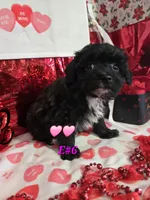 E#6, a female Bichpoo for sale in Russellville, KY – Photo 7 of 7