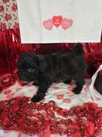 E#6, a female Bichpoo for sale in Russellville, KY – Photo 4 of 7