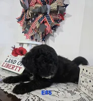 E-#5, a male Bichpoo for sale in Russellville, KY – 3 of 6