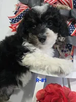 R-#1, a male Miniature Aussiedoodle for sale in Russellville, KY – 5 of 6