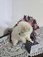 M#2, a male Maltipom for sale in Russellville, KY – 4 of 5