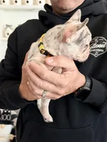 Penelope (Penny), a female French Bulldog for sale in Manteca, CA – 6 of 9