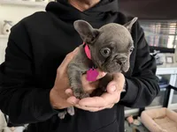 Macie, a female French Bulldog for sale in Manteca, CA – 3 of 9
