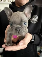 Macie, a female French Bulldog for sale in Manteca, CA – 4 of 9