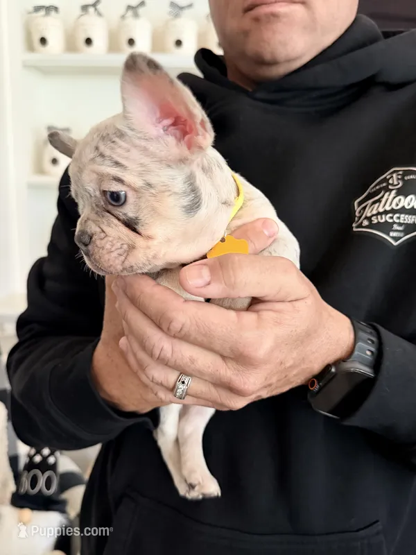 Penelope (Penny) – French Bulldog puppy for sale in Manteca, CA