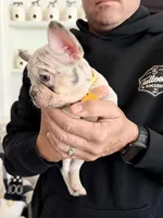 Penelope (Penny), a female French Bulldog for sale in Manteca, CA – 1 of 9