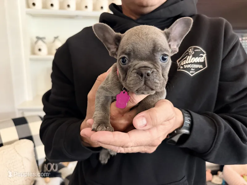 Macie – French Bulldog puppy for sale in Manteca, CA