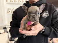 Macie, a female French Bulldog for sale in Manteca, CA – 1 of 9