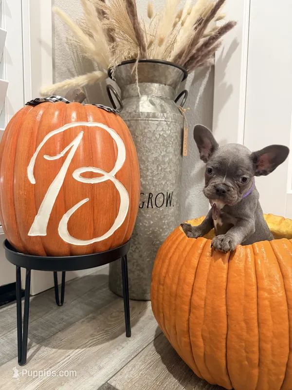 Ellie – French Bulldog puppy for sale in Manteca, CA