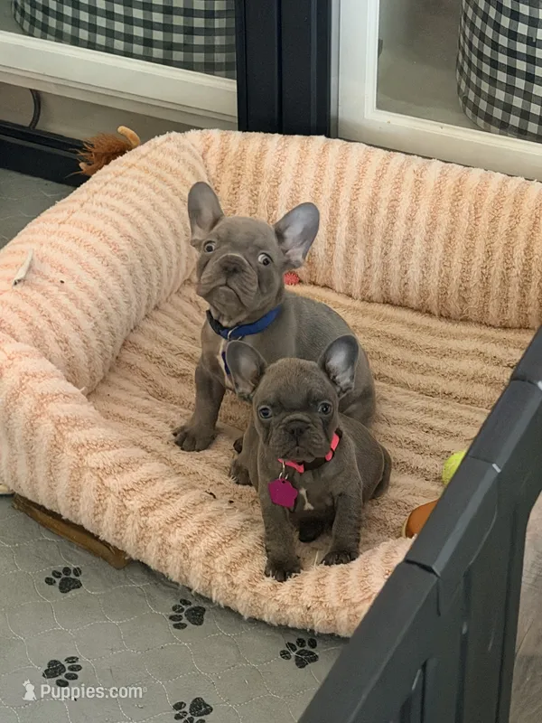 Macie – French Bulldog puppy for sale in Manteca, CA