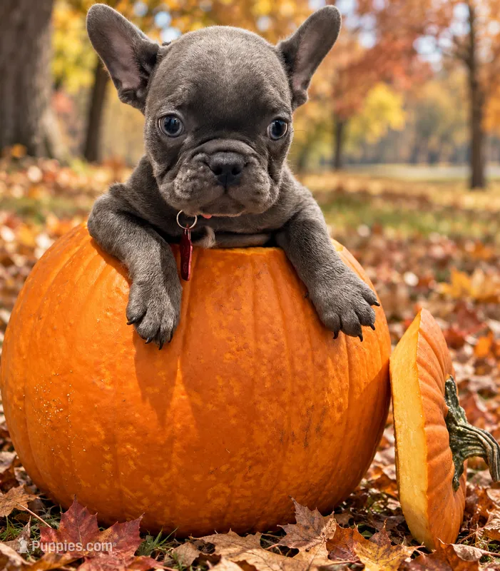 Austin – French Bulldog puppy for sale in Manteca, CA