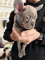 Austin, a male French Bulldog for sale in Manteca, CA – 2 of 10