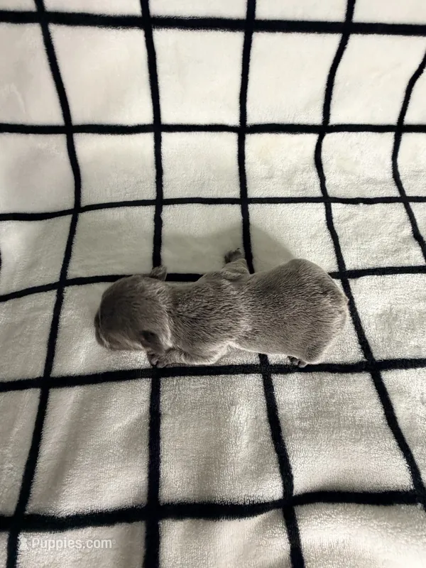Macie – French Bulldog puppy for sale in Manteca, CA