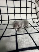 Austin, a male French Bulldog for sale in Manteca, CA – 5 of 5
