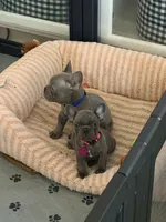 Austin, a male French Bulldog for sale in Manteca, CA – 9 of 10