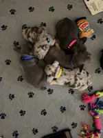 Ellie, a female French Bulldog for sale in Manteca, CA – 4 of 9