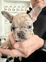 Lucy, a female French Bulldog for sale in Manteca, CA – 3 of 10