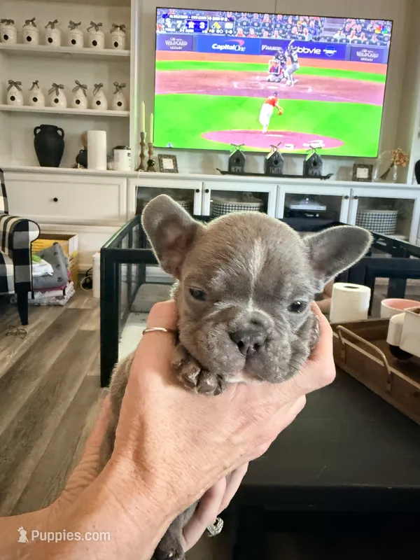 Ellie – French Bulldog puppy for sale in Manteca, CA