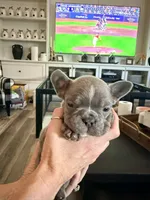 Ellie, a female French Bulldog for sale in Manteca, CA – 1 of 9