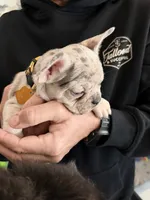 Penelope (Penny), a female French Bulldog for sale in Manteca, CA – 3 of 9