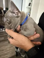 Austin, a male French Bulldog for sale in Manteca, CA – 3 of 10