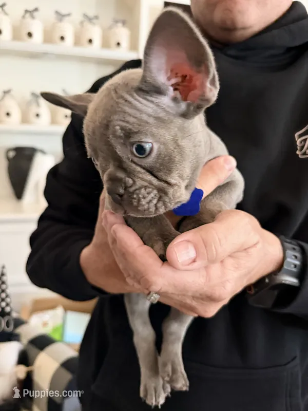 Austin – French Bulldog puppy for sale in Manteca, CA