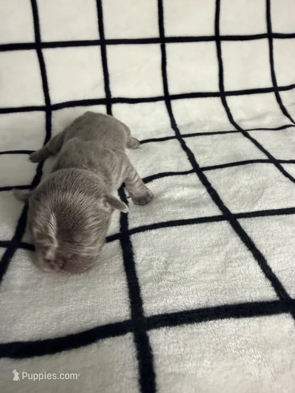 Ellie – French Bulldog puppy for sale in Manteca, CA