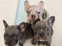 Ellie, a female French Bulldog for sale in Manteca, CA – 2 of 9