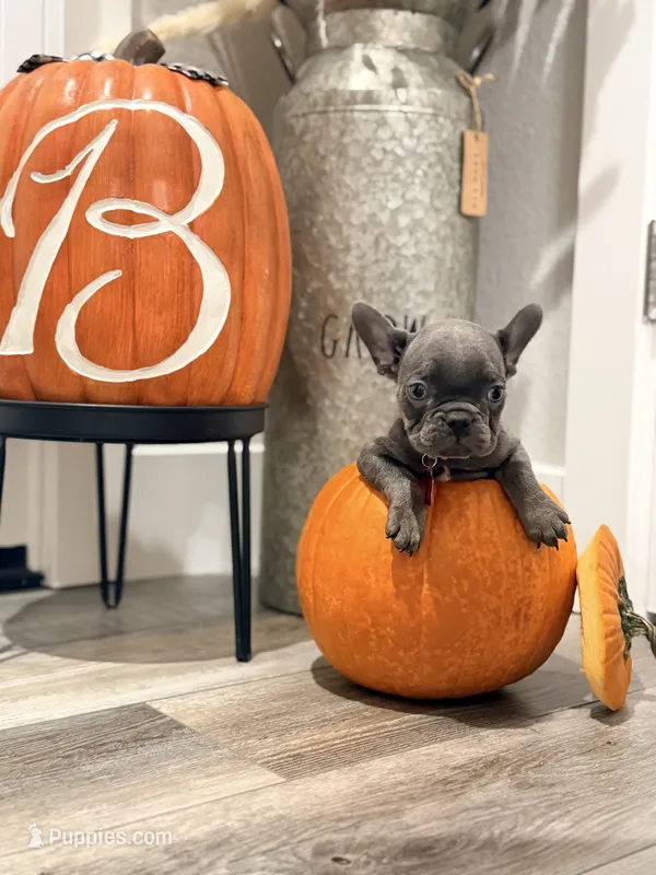 Macie – French Bulldog puppy for sale in Manteca, CA