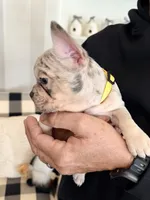Penelope (Penny), a female French Bulldog for sale in Manteca, CA – 4 of 9