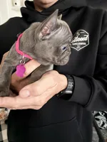 Macie, a female French Bulldog for sale in Manteca, CA – 2 of 9