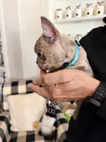 Lucy, a female French Bulldog for sale in Manteca, CA – 2 of 10