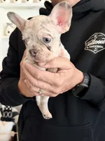 Penelope (Penny), a female French Bulldog for sale in Manteca, CA – 2 of 9