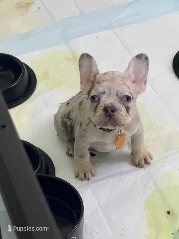 Penelope (Penny) – French Bulldog puppy for sale in Manteca, CA