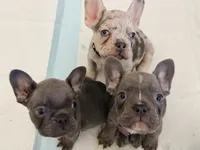 Macie, a female French Bulldog for sale in Manteca, CA – 8 of 9