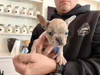 Lucy, a female French Bulldog for sale in Manteca, CA – 1 of 10